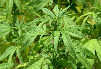 Abdo firma decreto que establece producción e industrialización controlada del cannabis