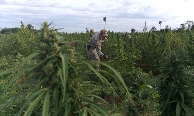 Gobierno reglamenta producción del cannabis dentro de la agricultura familiar