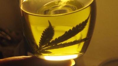 Condenan a cinco años de prisión a joven que produjo aceite de cannabis