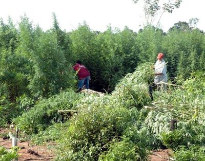 Quieren debate para dejar la marihuana