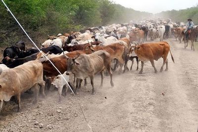 Advierten sobre animales sueltos en tramos ruteros