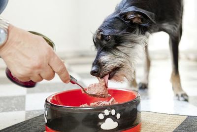 Las mascotas necesitan adaptar su reloj interno
