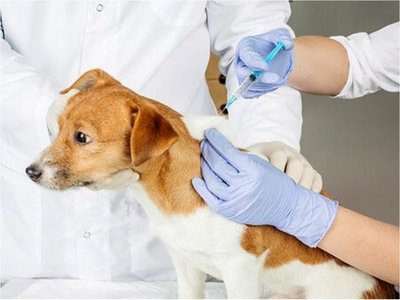 México, primer país libre de rabia humana contagiada por perro