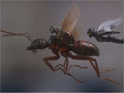 Ant