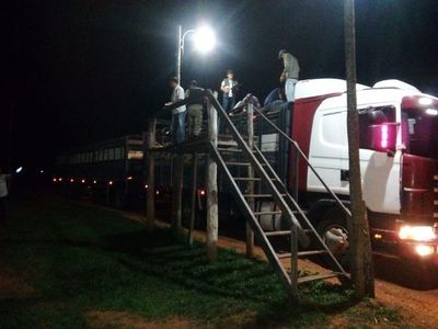 Incautan 31 vacunos y demoran a conductor en Caapucú