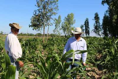 Ñeembuqueños destacan excelente crecimiento de la producción de maíz