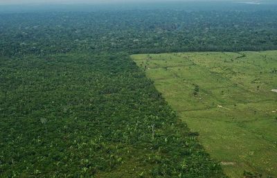 Amnistía Internacional urge a Bolsonaro a frenar ganadería ilegal en Amazonia