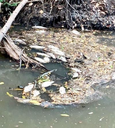 Más peces mueren en arroyo Caañabé