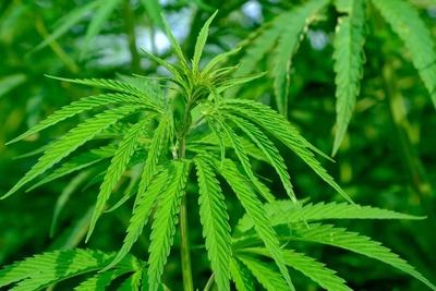 Cámara de Cannabis Industrial aportará datos y licencias a laboratorios