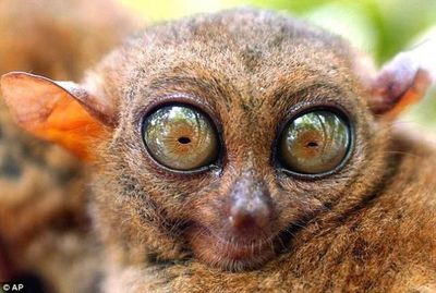 El mundo visto como lo ven los animales