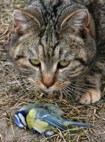 ¿Pueden prohibir por ley que un gato salga de su casa?