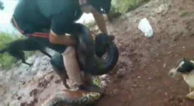 El dramático rescate a un perro atrapado en la boca de una anaconda