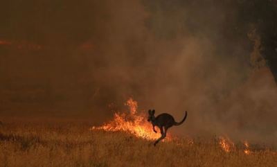 Unos 480 millones de animales víctimas de los incendios en Australia