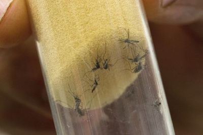 Un centro alemán descubre cientos de nuevos virus transmitidos por insectos