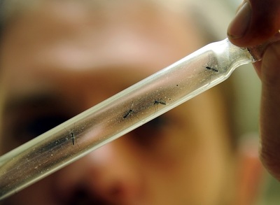 Dengue: Recomiendan volver a usar mosquiteros y consultar ante signos de alarma