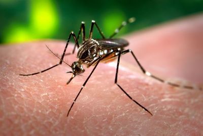 Confirman la segunda muerte por dengue en el año