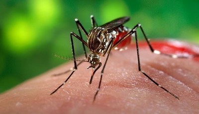 STP crea herramienta digital para detectar criaderos de dengue