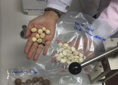 Productores podrán exportar nuez de macadamia gracias al aporte de una investigación paraguaya
