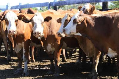Paraguay proyecta vacunar a 14 millones de animales durante campaña antiaftosa