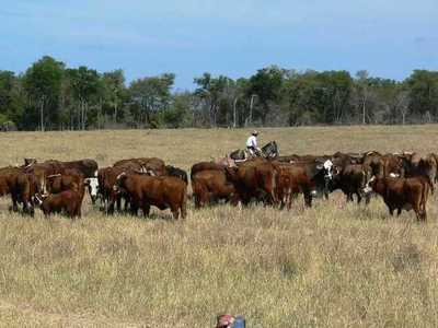 Durante campaña antiaftosa proyectan vacunar a 14 millones de animales