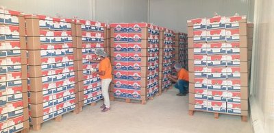 Paraguay logró concretar su primer envío de banana a Chile