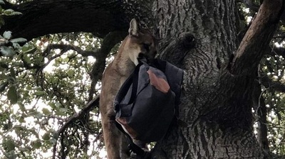 Niño de 3 años sobrevive a ataque de puma en el sur de California