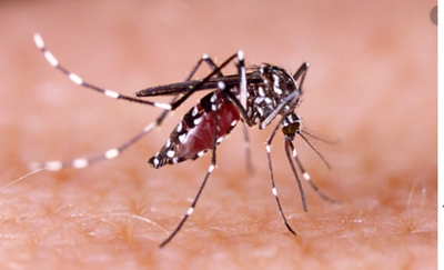 ¿Cómo diferenciar el dengue y la influenza?