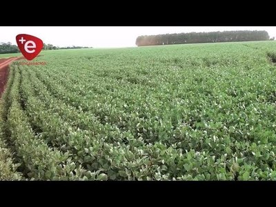 LLUVIAS EN LA REGIÓN TRAEN BENEFICIO AL CAMPO