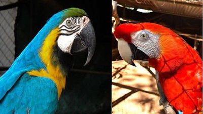 Gua’a mokõi oñemonda Botánico-gui
