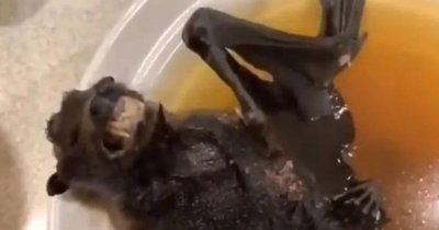 Mujer come una sopa de murciélago que pudo haber originado el coronavirus en China