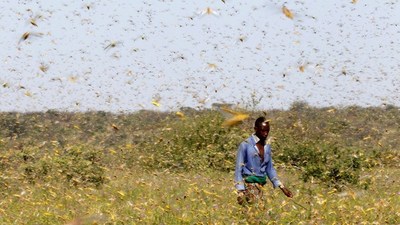 La ONU da la voz de alarma por una "voraz plaga" que amenaza a varios países