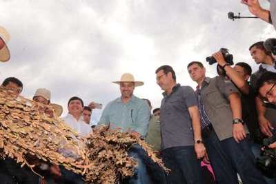 Sembraron 50 mil hectáreas de sésamo a nivel país. Comenzó periodo de cosecha