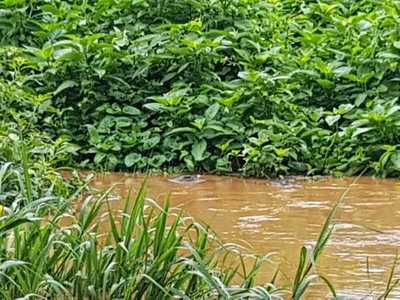 Técnicos aseguran que yacarés del lago no representan peligro