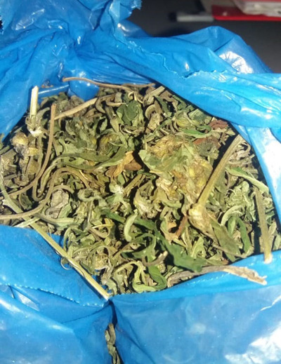 Visitantes intentaron ingresar hojas de marihuana en granja penitenciaria