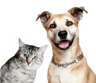 Ordenanza prohíbe tener más de dos perros y gatos en María Auxiliadora