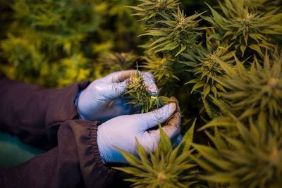 Otorgan primeras licencias para la producción de cannabis medicinal
