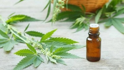 Otorgan licencias para producción medicinal del cannabis