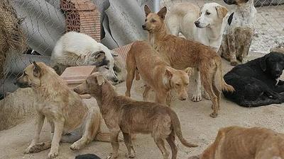 Piden a la ciudadanía ayuda para la ‘olla popular’ para peluditos
