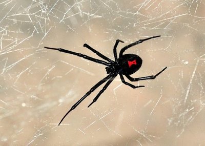 Tres niños se dejan picar por una Viuda Negra para tener los poderes del Hombre Araña