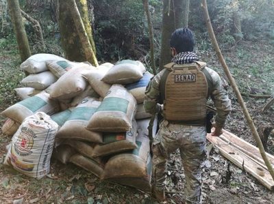 Incautan más de 3,7 toneladas de marihuana en campamento de Itapúa