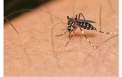 Salud investiga otra muerte por dengue