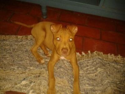 Nuevo ataque de un pitbull, esta vez a una niña de 4 años