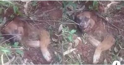 Sin piedad, un perro fue enterrado vivo