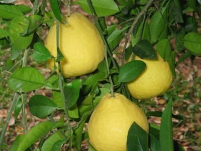 Hurto de pomelos: dueño de casa atemorizado dice que autor en realidad es un "descuidista" que ronda la zona